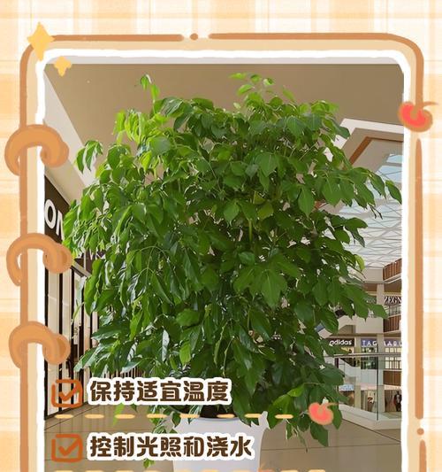 冬天植物的养护要点是什么？如何让植物安全过冬？
