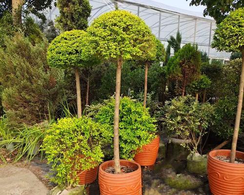 木本类植物有哪些？常见的木本植物种类有哪些？