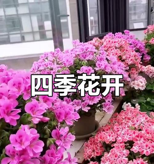四季梅养护方法是什么？如何确保四季开花？