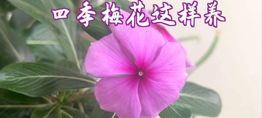 四季梅养护方法是什么？如何确保四季开花？