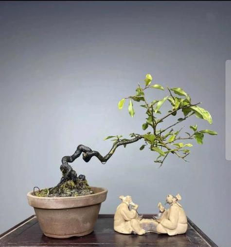 盆景造型技巧有哪些？如何选择合适的盆景造型？