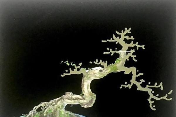 盆景造型技巧有哪些？如何选择合适的盆景造型？