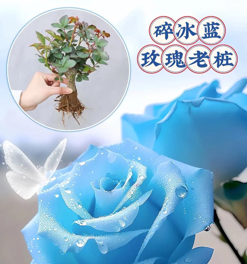 玫瑰花搭配什么颜色最好看？