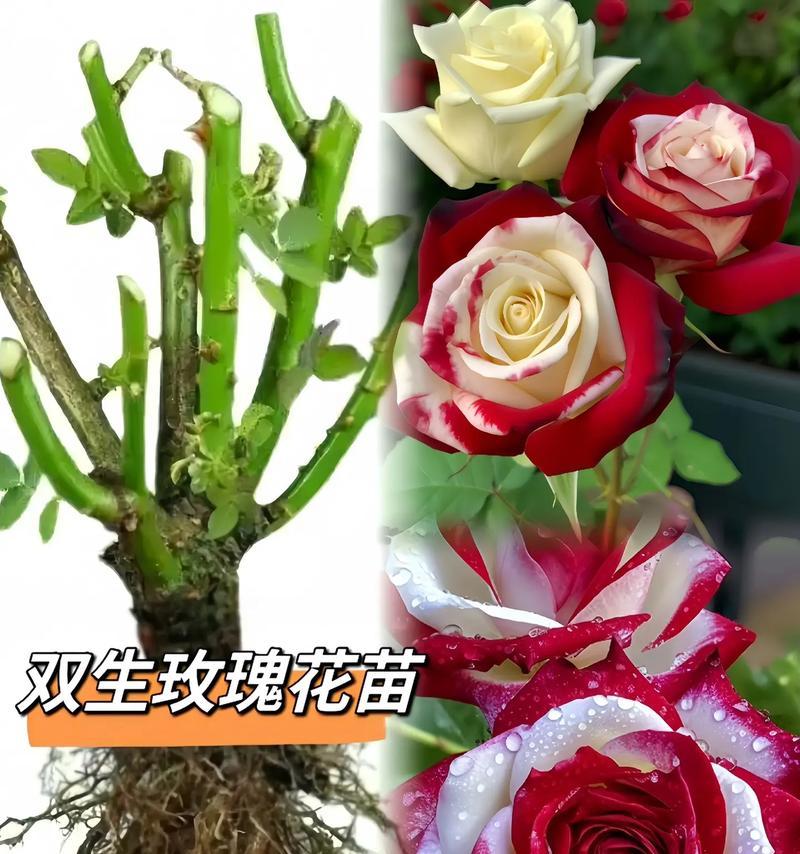 盆栽小玫瑰花修剪技巧有哪些？