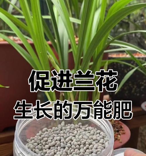 兰花的施肥方法是什么？应该使用哪种肥料？