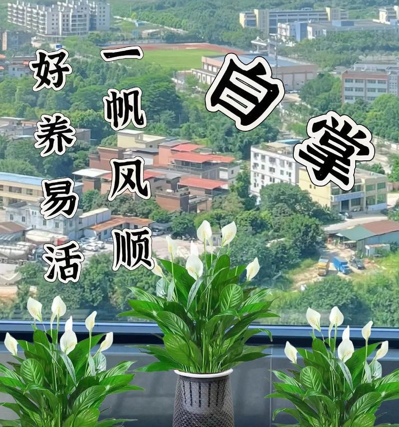 一帆风顺水养的正确步骤是什么？