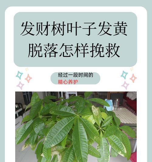 发财树黄叶问题如何解决？