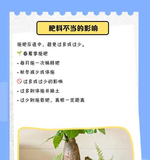 发财树黄叶问题如何解决？