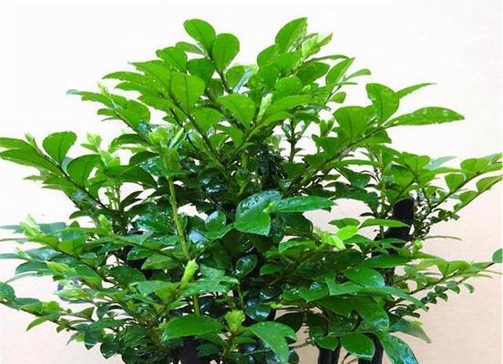 盆景的品种有哪些？如何挑选适合自己的盆景品种？