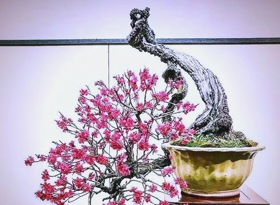 盆景的品种有哪些？如何挑选适合自己的盆景品种？