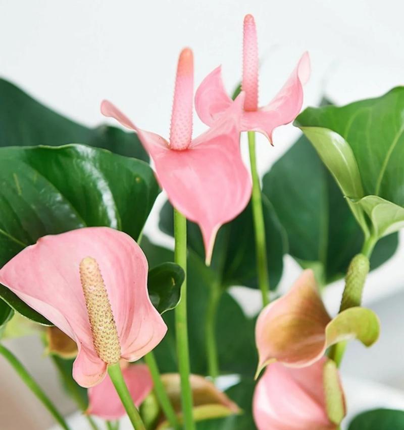 粉掌催花的方法是什么？如何促进粉掌开花？