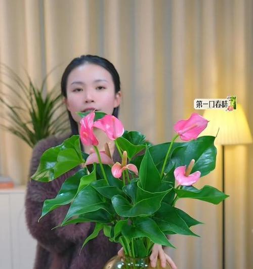 粉掌催花的方法是什么？如何促进粉掌开花？