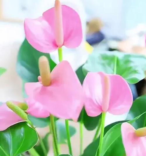 粉掌催花的方法是什么？如何促进粉掌开花？