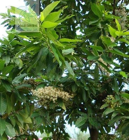 蒲桃种植的技巧和注意事项是什么？怎样才能成功种植蒲桃？