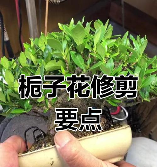 栀子花凋谢后应该怎么办？如何进行修剪和养护？