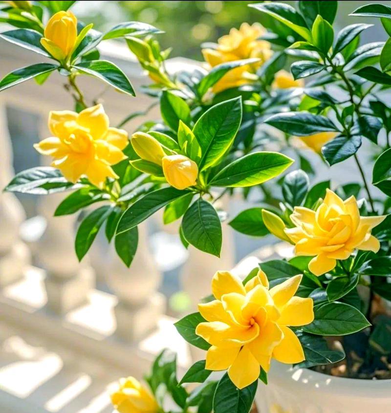 栀子花凋谢后应该怎么办？如何进行修剪和养护？