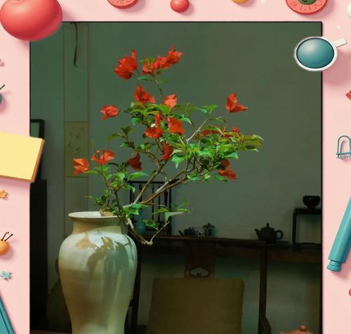 三角梅种植的注意事项有哪些？如何促进其快速生长？
