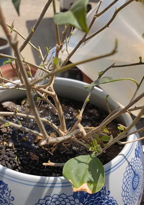 三角梅种植的注意事项有哪些？如何促进其快速生长？
