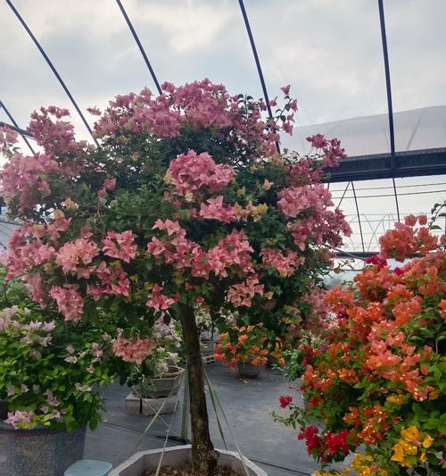 三角梅种植的注意事项有哪些？如何促进其快速生长？