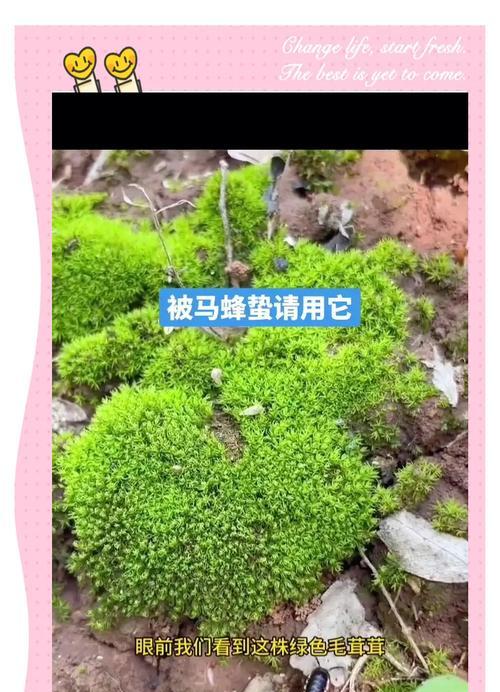 使用青苔养花有哪些益处？