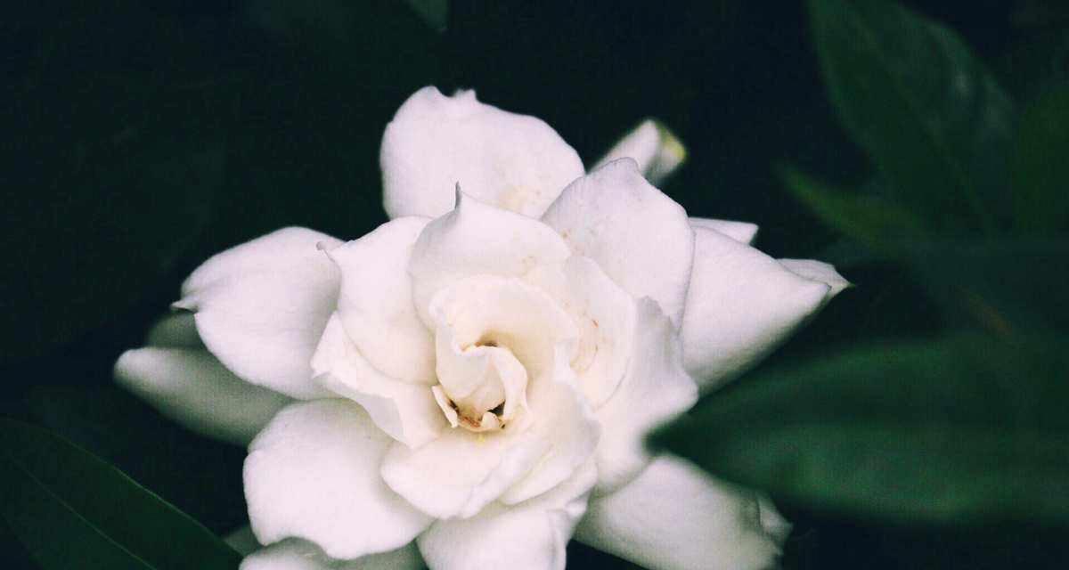 栀子花修剪技巧和最佳时机是什么？