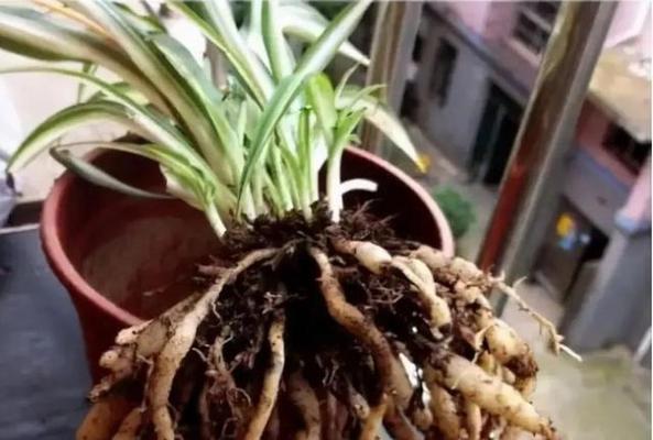 吊兰水养烂根怎么办？吊兰水养烂根的处理方法有哪些？