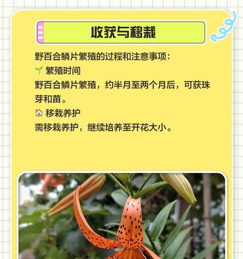 百合花的养护和繁殖技巧是什么？
