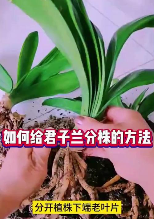 君子兰繁殖方法有哪些？哪种方式最适合初学者？