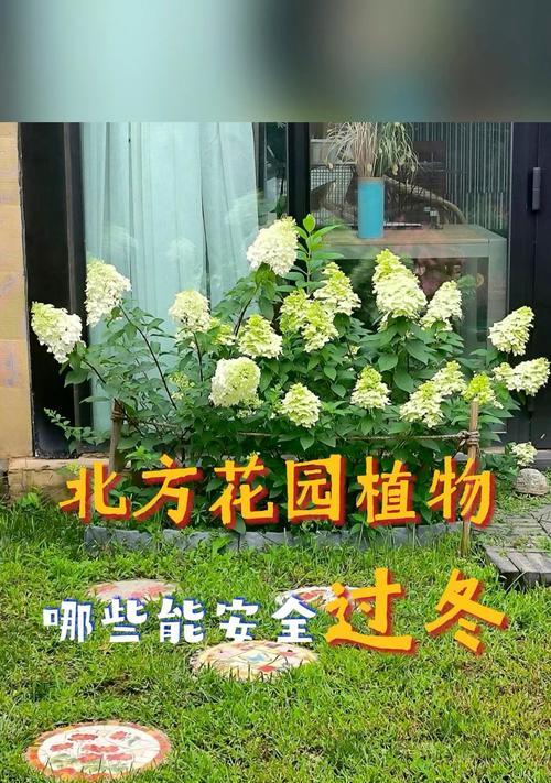 植物过冬的注意事项和方法有哪些？