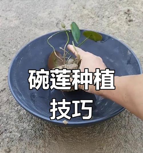 碗莲种植在土里需要注意什么？怎样确保其正常生长？