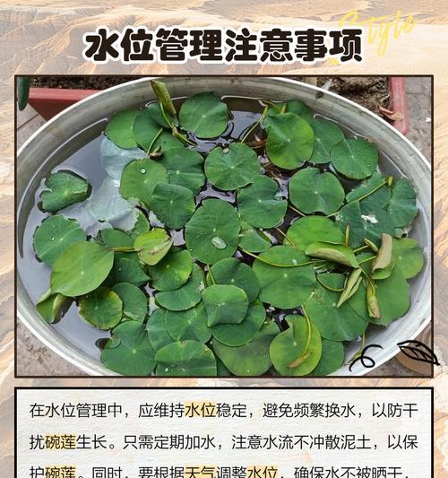 碗莲种植在土里需要注意什么？怎样确保其正常生长？
