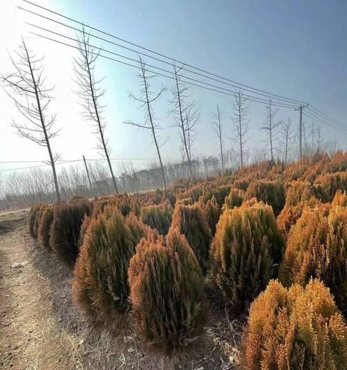 彩叶风景树有哪些品种？彩叶风景树品种的特点是什么？
