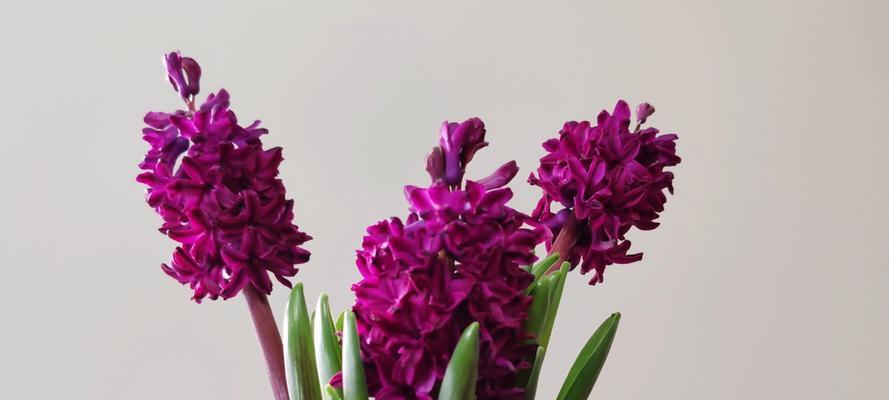风信子谢了怎么办？如何让风信子再次开花？