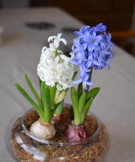 风信子谢了怎么办？如何让风信子再次开花？