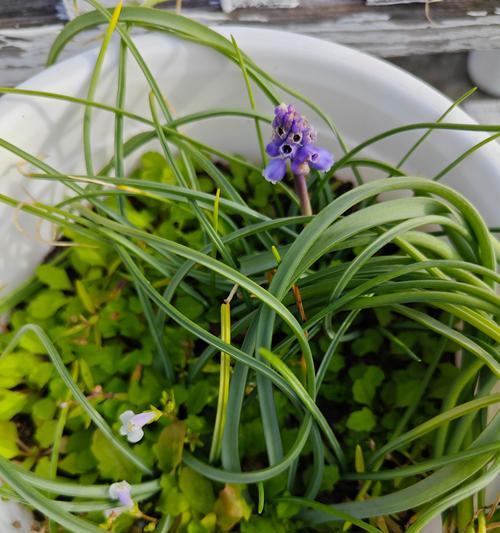 风信子谢了怎么办？如何让风信子再次开花？