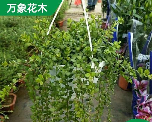 万象有哪些品种？万象的养护方法是什么？