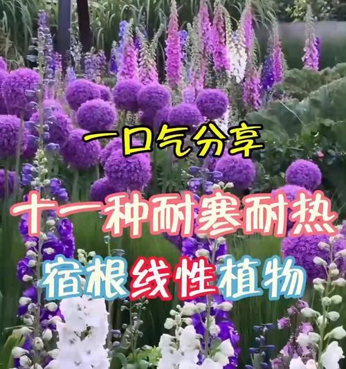 宿根植物有哪些特点和种植方法？