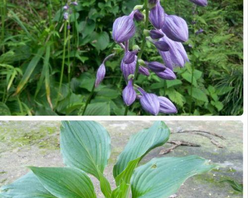 宿根植物有哪些特点和种植方法？