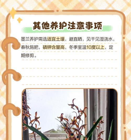 墨兰的养殖方法和注意事项是什么？