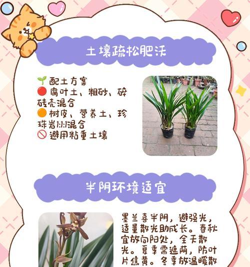 墨兰的养殖方法和注意事项是什么？