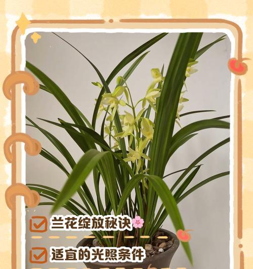 兰花管理的关键技巧和常见问题是什么？