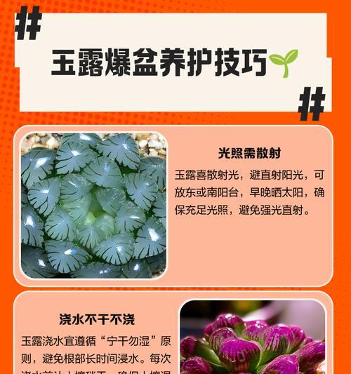 玉露分株的正确方法是什么？
