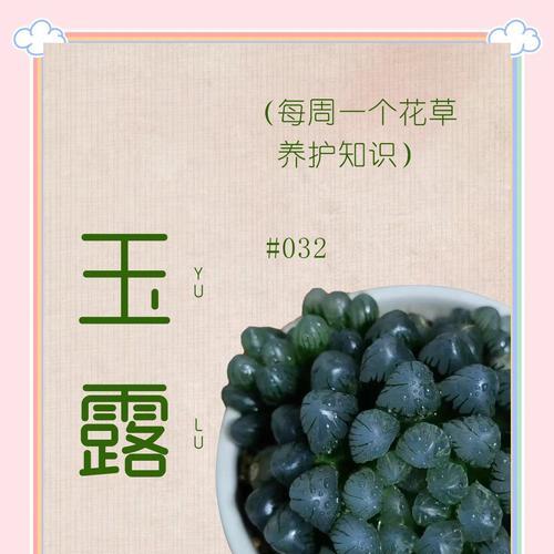 玉露分株的正确方法是什么？