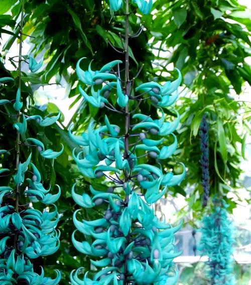 稀有花有哪些种类？它们的生长环境和特点是什么？