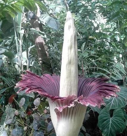 稀有花有哪些种类？它们的生长环境和特点是什么？