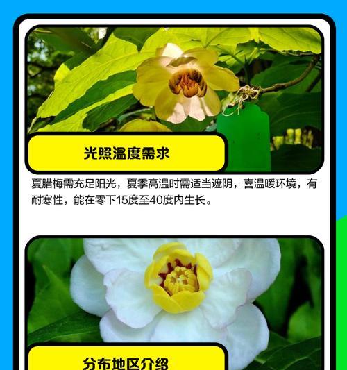 稀有花有哪些种类？它们的生长环境和特点是什么？