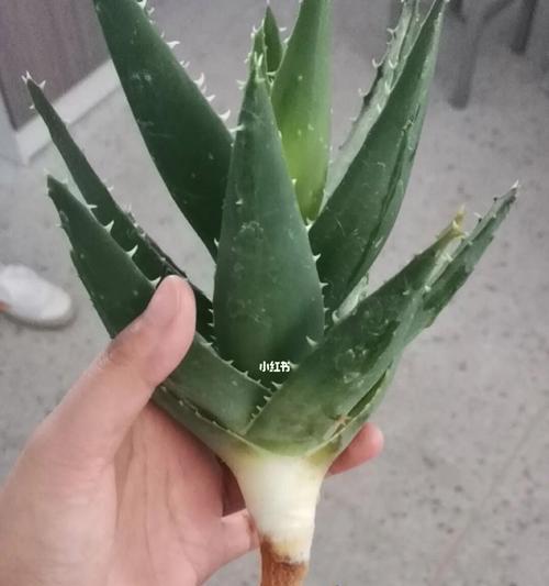 水栽植物烂根了怎么办？如何进行有效处理？