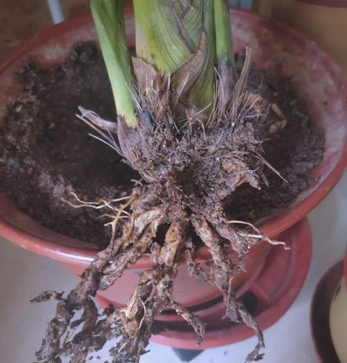 水栽植物烂根了怎么办？如何进行有效处理？