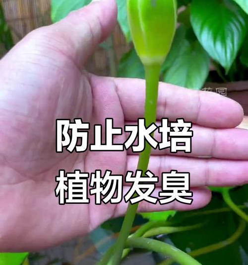 水栽植物烂根了怎么办？如何进行有效处理？