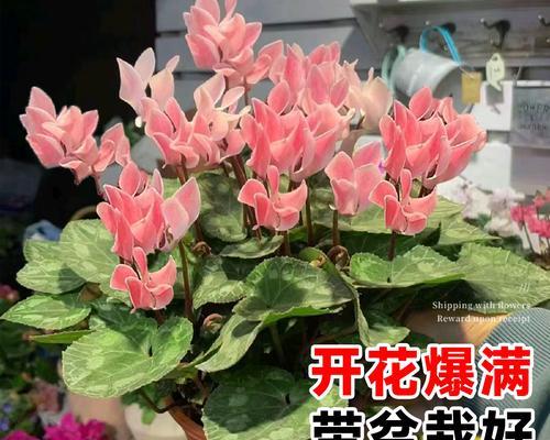 仙客来小苗生长缓慢的解决方法有哪些？